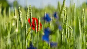 Makowe, mazurskie, czerwone pola, czerwiec 2023 r. - zdjęcie 4