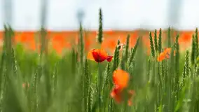 Makowe, mazurskie, czerwone pola, czerwiec 2023 r. - zdjęcie 17