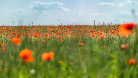 Makowe, mazurskie, czerwone pola, czerwiec 2023 r. - zdjęcie 26