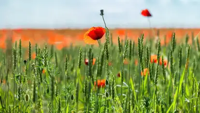 Makowe, mazurskie, czerwone pola, czerwiec 2023 r.