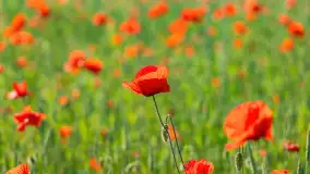 Makowe, mazurskie, czerwone pola, czerwiec 2023 r. - zdjęcie 46