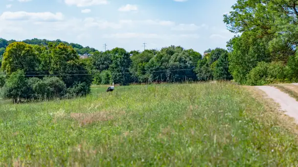 Bociany na wopławskiej łące, lipiec 2023 r. - zdjęcie 10
