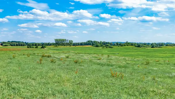 Bociany na wopławskiej łące, lipiec 2023 r. - zdjęcie 6