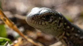 Najmniejsi mieszkańcu Mazur w naszym obiektywie, lipiec 2023 r. - zdjęcie 13