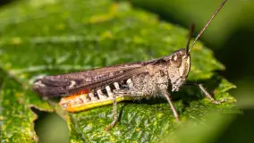 Najmniejsi mieszkańcu Mazur w naszym obiektywie, lipiec 2023 r. - zdjęcie 30