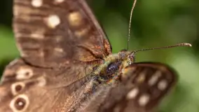 Najmniejsi mieszkańcu Mazur w naszym obiektywie, lipiec 2023 r. - zdjęcie 32