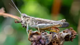 Najmniejsi mieszkańcu Mazur w naszym obiektywie, lipiec 2023 r. - zdjęcie 2