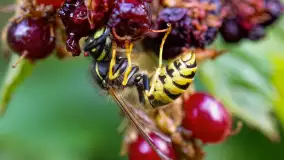 Najmniejsi mieszkańcu Mazur w naszym obiektywie, lipiec 2023 r. - zdjęcie 9