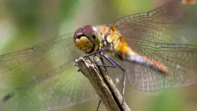 Najmniejsi mieszkańcu Mazur w naszym obiektywie, lipiec 2023 r. - zdjęcie 4