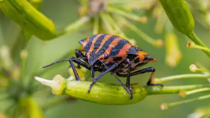 Najmniejsi mieszkańcu Mazur w naszym obiektywie, lipiec 2023 r.