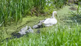 Łabędzie są nieodzownym elementem Mazur - zdjęcie 10