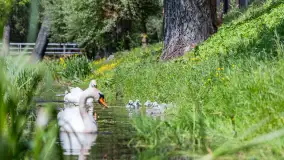 Łabędzie są nieodzownym elementem Mazur - zdjęcie 1