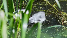 Łabędzie są nieodzownym elementem Mazur - zdjęcie 9