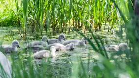 Łabędzie są nieodzownym elementem Mazur - zdjęcie 2