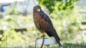 Festiwal Kultury Średniowiecza Masuria 2023 - fotorelacja - zdjęcie 42