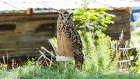 Festiwal Kultury Średniowiecza Masuria 2023 - fotorelacja - zdjęcie 47