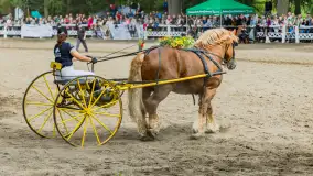 Fotorelacja z czempionatu w Stadzie Ogierów w Kętrzynie, lipiec 2023 - zdjęcie 58