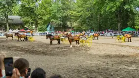 Fotorelacja z czempionatu w Stadzie Ogierów w Kętrzynie, lipiec 2023 - zdjęcie 37