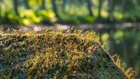 Piękno Sapiny w okolicach Pozezdrza, wrzesień 2023 r. - zdjęcie 44