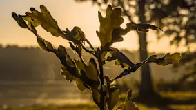 Wschód słońca nad jeziorem Iławki - zdjęcie 43