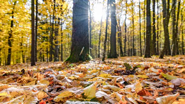 Złota mazurska jesień w Mrągowie nad jeziorem Juno - zdjęcie 1
