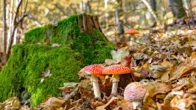 Złota mazurska jesień w Mrągowie nad jeziorem Juno - zdjęcie 16