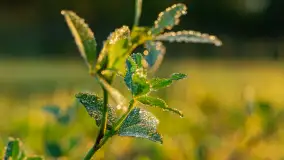 Przyrodniczy wschód słońca nad jeziorem Mażańskie - zdjęcie 14