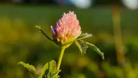 Przyrodniczy wschód słońca nad jeziorem Mażańskie - zdjęcie 21