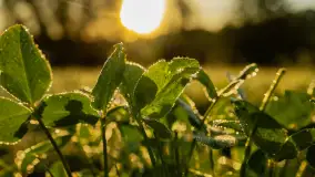 Przyrodniczy wschód słońca nad jeziorem Mażańskie - zdjęcie 8