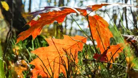 Magia mazurskiej jesieni nad jeziorem Wesołek, listopad 2023 r. - zdjęcie 14