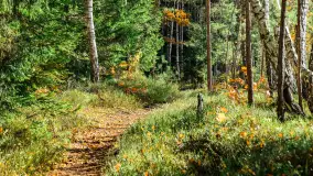 Magia mazurskiej jesieni nad jeziorem Wesołek, listopad 2023 r. - zdjęcie 33