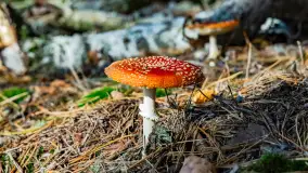 Magia mazurskiej jesieni nad jeziorem Wesołek, listopad 2023 r. - zdjęcie 45