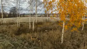 Wschód słońca nad jeziorem Dobskim, listopad 2023 r. - zdjęcie 51