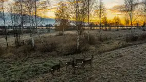 Wschód słońca nad jeziorem Dobskim, listopad 2023 r. - zdjęcie 45