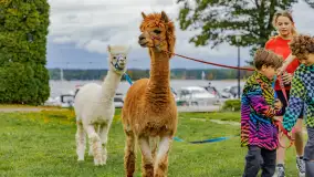 Fotorelacja ze Święta Ziemniaka w Mazurskim raju, październik 2023 r. - zdjęcie 5