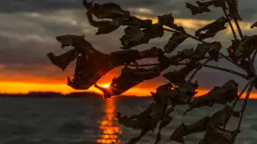 Cieniutki... zachód słońca nad jeziorem Dargin, listopad 2023 - zdjęcie 22