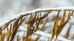 Zwalony most w Kruklankach w zimowej scenerii... bez słońca, listopad 2023 r. - zdjęcie 28