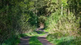 Wiosna w lesie przy Nowym Harszu, maj 2023 r. - zdjęcie 5