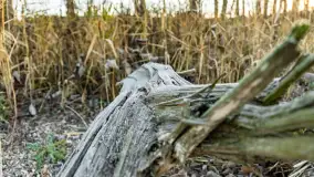 Jesienny biwak ekipy Mazury24 nad Darginem, listopad 2023 r. - zdjęcie 44