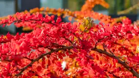 Jesień w Mazurskim Raju nad jeziorem Bełdany, listopad 2023 r. - zdjęcie 31