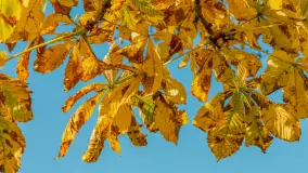 Jesień w Mazurskim Raju nad jeziorem Bełdany, listopad 2023 r. - zdjęcie 25