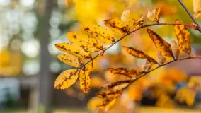 Jesień w Mazurskim Raju nad jeziorem Bełdany, listopad 2023 r. - zdjęcie 23