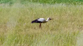 Zwierzęta i ptaki na zdjęciach z szuflady, 2023 rok - zdjęcie 20