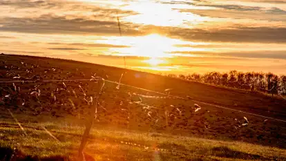 Zwierzęta i ptaki na zdjęciach z szuflady, 2023 rok