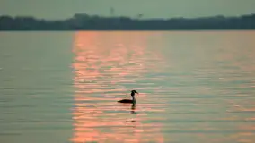 Zwierzęta i ptaki na zdjęciach z szuflady, 2023 rok - zdjęcie 42