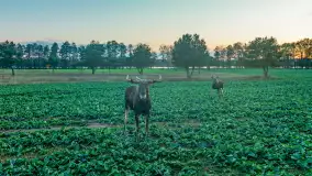 Zwierzęta i ptaki na zdjęciach z szuflady, 2023 rok - zdjęcie 40