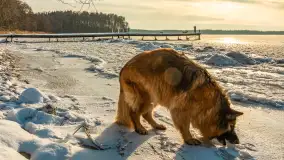 Uroki zimy nad jeziorem Dargin w porcie Dziki Harsz - zdjęcie 9