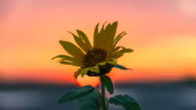 Zachód słońca na wschodnich obrzeżach Kętrzyna, sierpień 2023 r. - zdjęcie 22