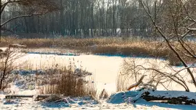 Zima nad jeziorem Dziewiszewskie w Dziewiszowie, styczeń 2024 r. - zdjęcie 29