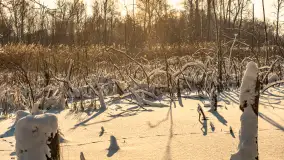 Zima nad jeziorem Dziewiszewskie w Dziewiszowie, styczeń 2024 r. - zdjęcie 18